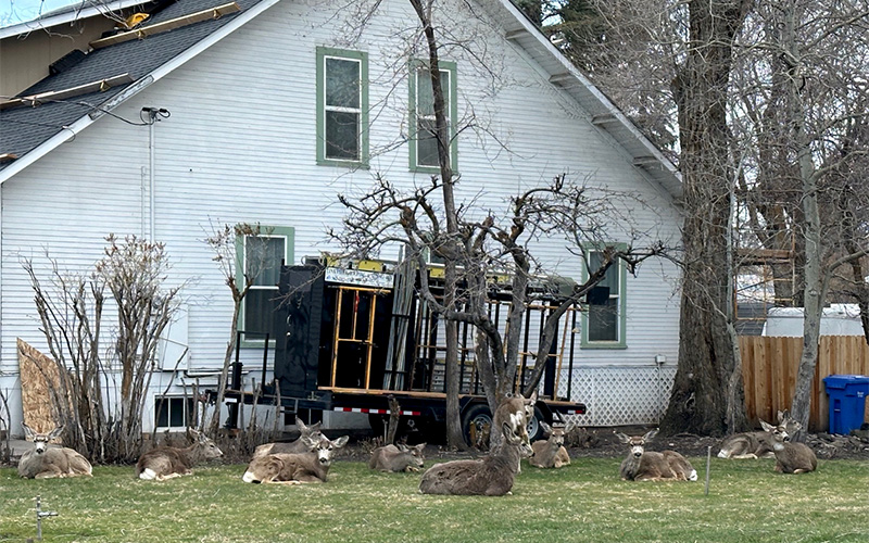 deer at house The neighbor’s house protected eleven deer from the cold south wind blowing steadily at 30 miles per hour. We had many twigs all over the lawn, but the grass is turning green. (Yes, he was having his house re-roofed.)